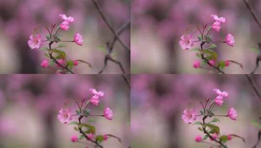 海棠花特写高清在线视频素材下载