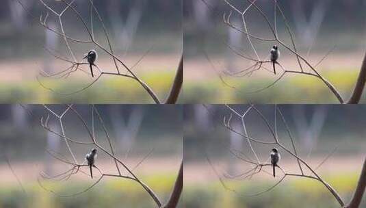 实拍8k干树枝上的鸦雀高清在线视频素材下载