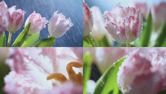水雾中的郁金香，鲜花水滴4k视频素材高清在线视频素材下载
