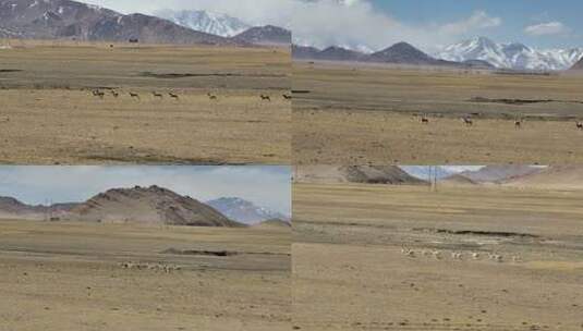 西藏藏原羚航拍高清在线视频素材下载