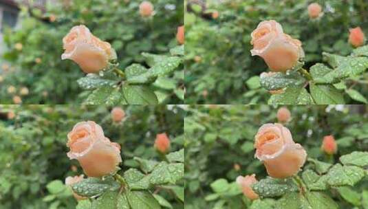 月季花朵上的雨水水滴高清在线视频素材下载