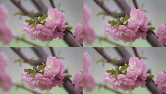 慢镜头雨滴拍打花朵高清在线视频素材下载