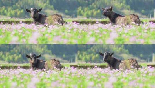 紫云英黑山羊吃草春天花海野外美丽乡村振兴高清在线视频素材下载