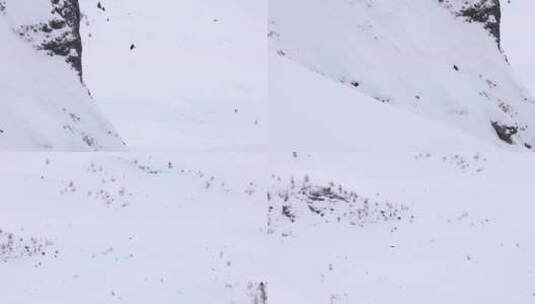 冬季雪山老鹰飞过天空空中盘旋高清在线视频素材下载
