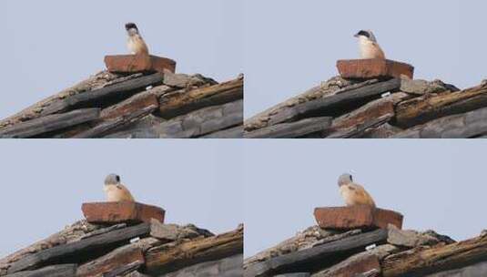 屋顶一只伯劳鸟在等待猎物出现高清在线视频素材下载