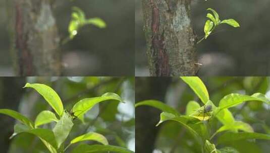 4kl1鼎湖山 植被特写 昆虫特写高清在线视频素材下载