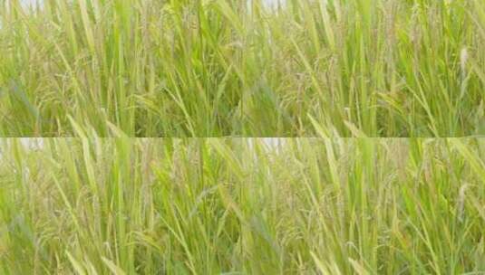 收货 播种 稻田 小麦高清在线视频素材下载