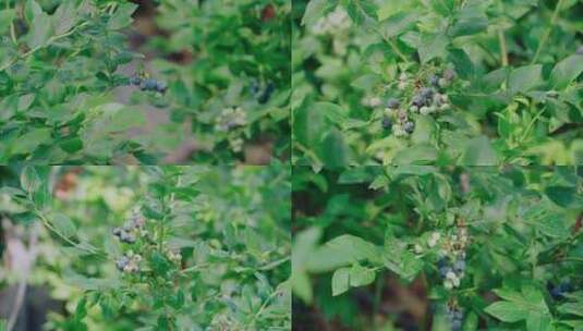 蓝莓种植采摘园逐渐成熟的蓝莓高清在线视频素材下载