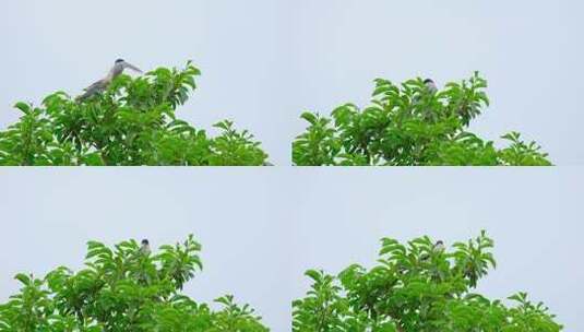 树枝上的灰喜鹊高清在线视频素材下载