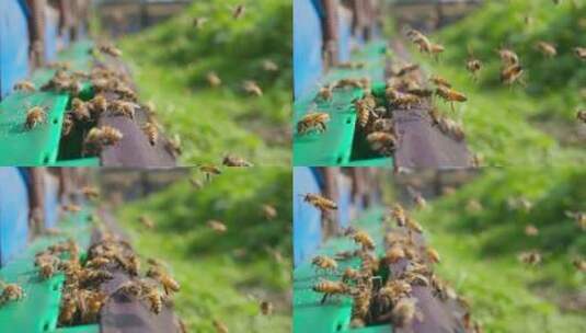 一群蜜蜂在蜂巢前飞舞慢镜头高清在线视频素材下载