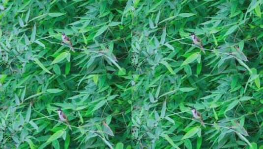 绿色竹林里一只嘴里衔食的红耳鹎鸟高清在线视频素材下载