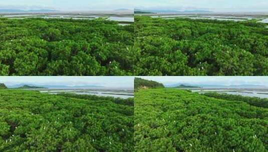 江门红树林 海边红树林 候鸟 栖息地航拍高清在线视频素材下载