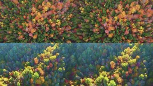 森林秋天风景叶子变黄秋景枫叶黄叶高清在线视频素材下载