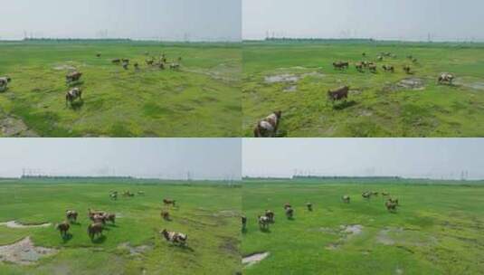草地草原散养牛航拍高清在线视频素材下载