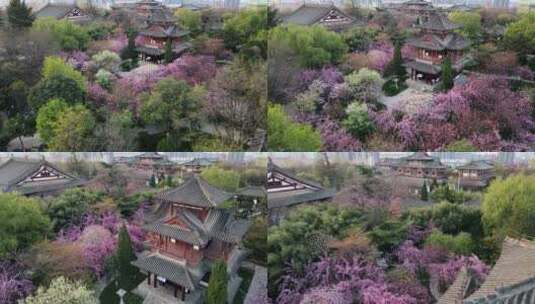 航拍西安青龙寺春季樱花盛开高清在线视频素材下载