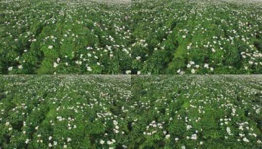 航拍中草药种植基地芍药花田地高清在线视频素材下载