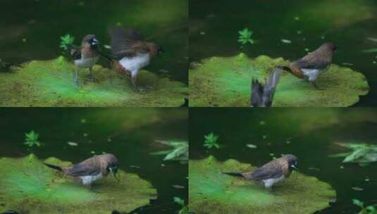 荷塘小鸟觅食高清在线视频素材下载