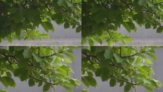 雨中植物树叶摇曳高清在线视频素材下载