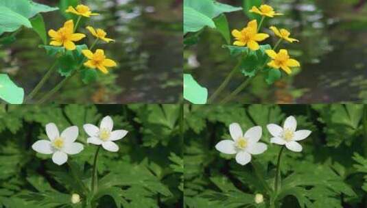 小黄花小白花特写高清在线视频素材下载