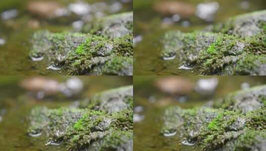 大自然 山野 小溪 苔藓 5高清在线视频素材下载