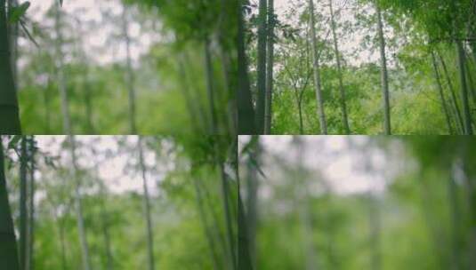 大自然  春天  夏天 竹林3高清在线视频素材下载
