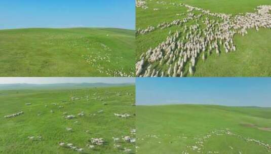 内蒙古呼伦贝尔追逐牛羊高清在线视频素材下载