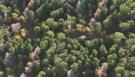 秋天的樟子松林高清在线视频素材下载
