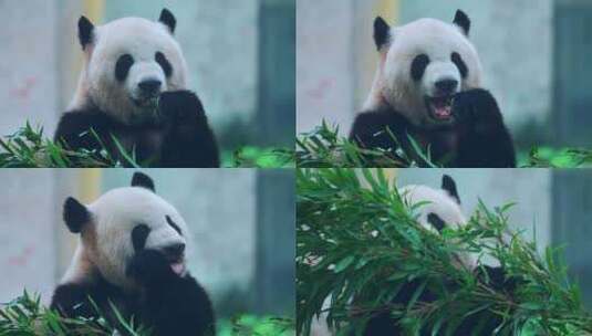 熊猫莽仔吃竹子高清在线视频素材下载