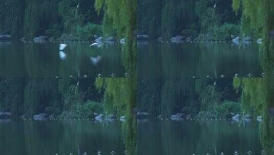 湖边树林飞行和歇息的鸟高清在线视频素材下载