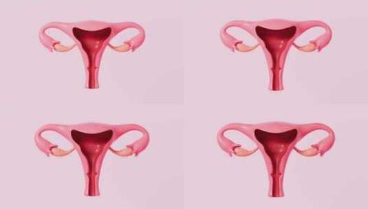 女性子宫模型解剖动画高清在线视频素材下载