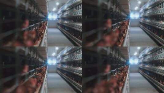 养鸡场自动化养鸡高清在线视频素材下载