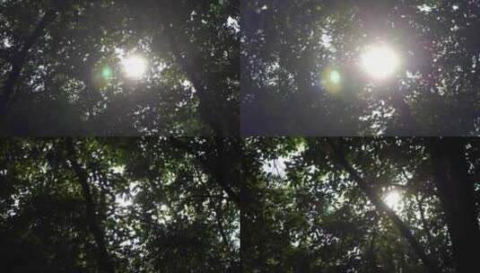阳光穿过树林太阳照射森林阳光树叶仰拍树林高清在线视频素材下载
