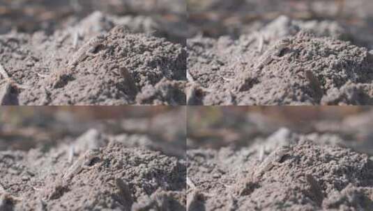 4K视频素材戈壁滩沙漠中的蜥蜴高清在线视频素材下载