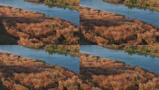 江南田园秋天河畔湖边芦苇花盛开高清在线视频素材下载
