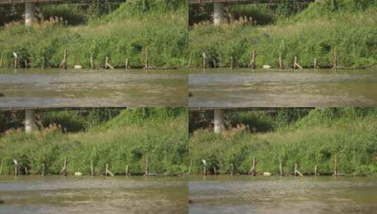 4K实拍湿地公园候鸟栖息高清在线视频素材下载