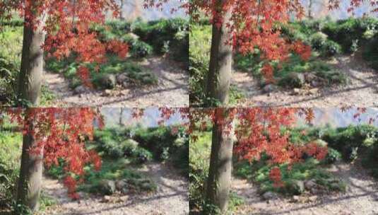 杭州九溪阳光穿透树叶 唯美红叶红枫光影高清在线视频素材下载