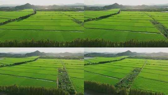 大湾区广东珠海绿油油的稻田乡村田野航拍4k高清在线视频素材下载