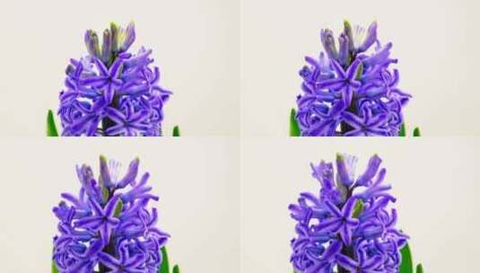 3730_紫色的花盛开高清在线视频素材下载