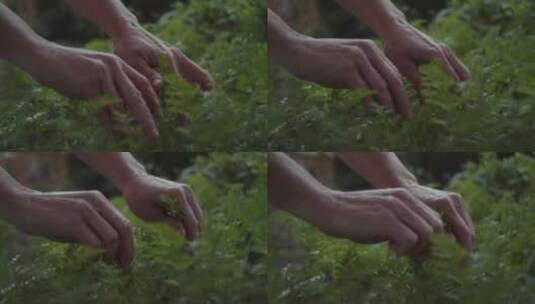手触摸植物的叶子高清在线视频素材下载