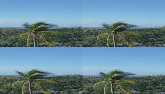 竖屏海边的椰子树高清在线视频素材下载