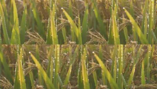 夏日秋后成熟的水稻田水稻高清在线视频素材下载