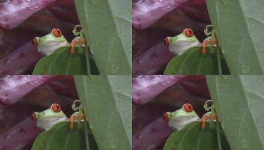 一只红眼树蛙趴在树叶上的特写镜头高清在线视频素材下载