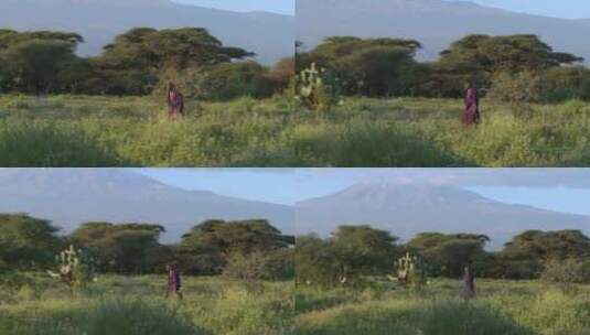 马赛战士走在荒野的草地里高清在线视频素材下载