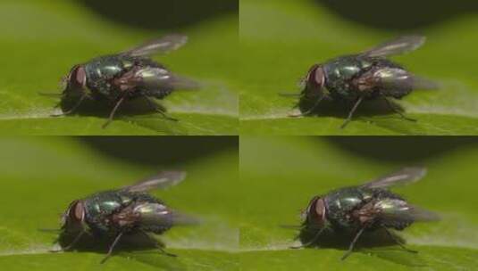 苍蝇在树叶上飞翔特写高清在线视频素材下载
