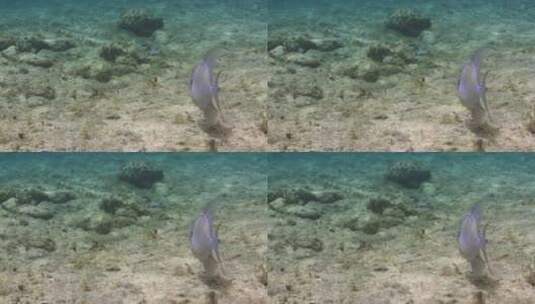海底遨游的鱼高清在线视频素材下载