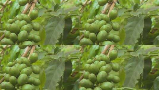 在热带的咖啡种植园种植咖啡豆高清在线视频素材下载