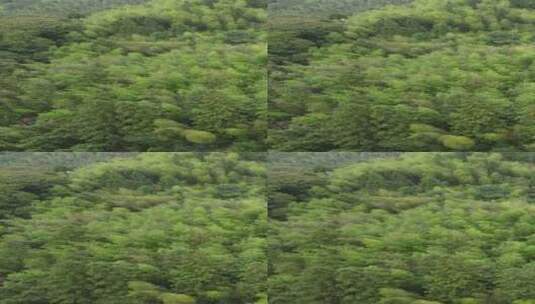 航拍绿色植物森林竖屏高清在线视频素材下载