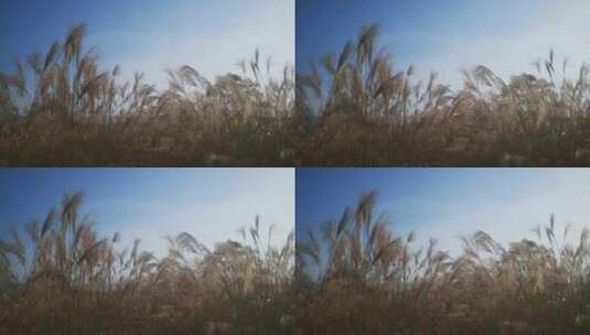 实拍 秋天 芦苇 野草 植物高清在线视频素材下载