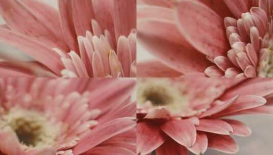 【镜头合集】微距粉色非洲菊雏菊高清在线视频素材下载