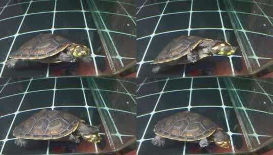 实拍活体小龙虾乌龟高清在线视频素材下载